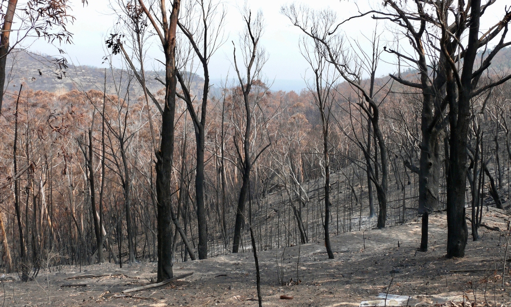 Bushfires: Supporting school communities