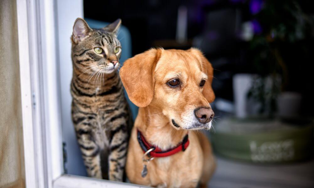 Real world maths – a pet ownership puzzle