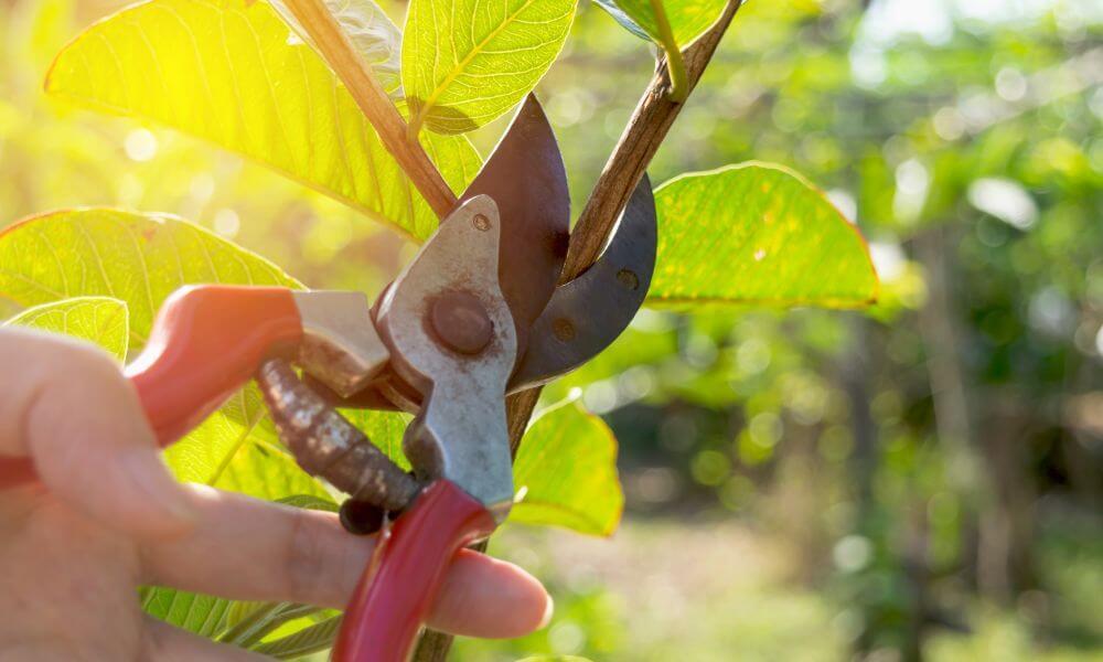 The power of ‘pruning’ – how one school is doing less to achieve more