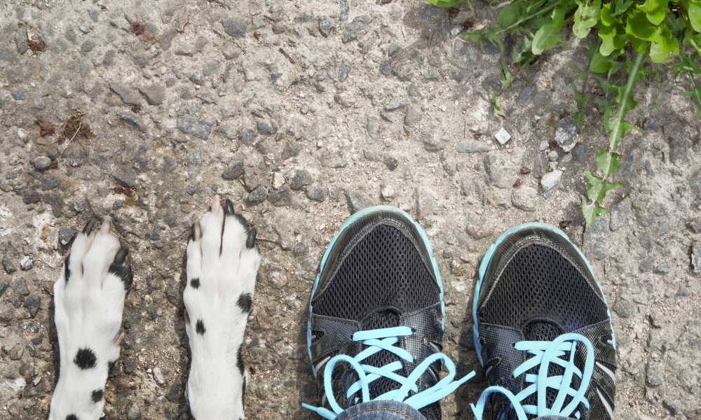 Ruben the School Facility Dog taking the lead