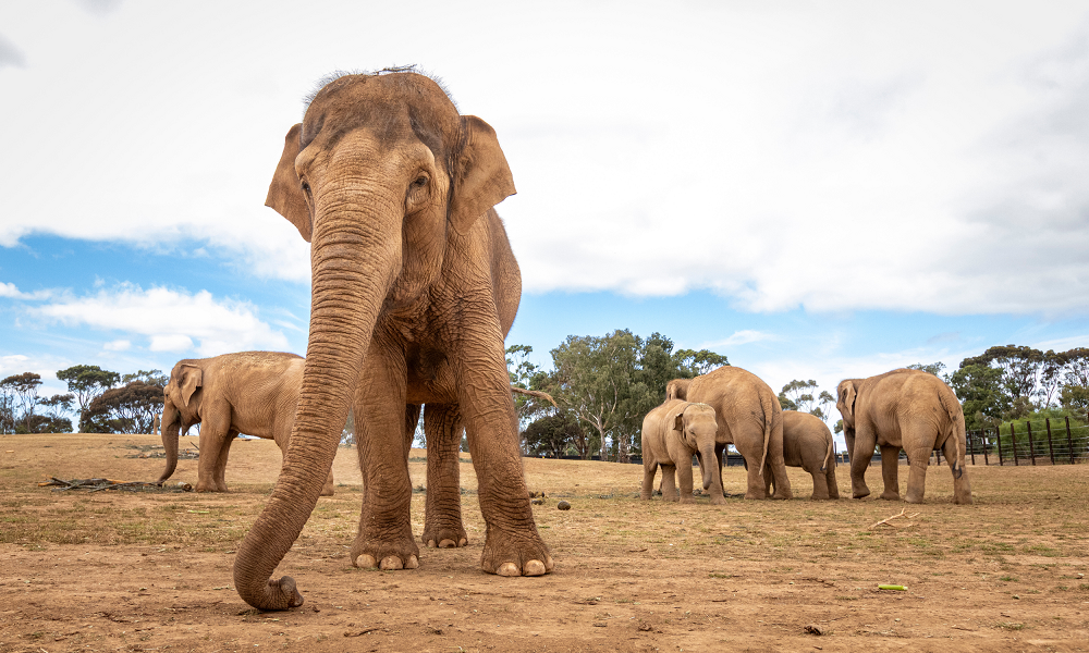 Elephants on the move: A new era of learning at Werribee Open Range Zoo