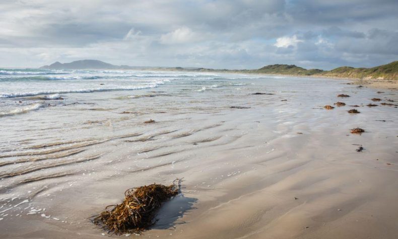 The Great Southern Reef – knowledge-rich curriculum design