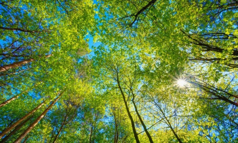 The ‘Wellbeing Tree’ – supporting a whole-school approach to wellbeing