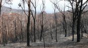 Bushfires: Supporting school communities