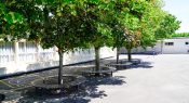 Behaviour Management Episode 14: Setting up for healthy play behaviours at school