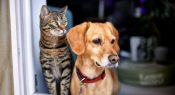 Real world maths – a pet ownership puzzle