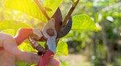 The power of ‘pruning’ – how one school is doing less to achieve more