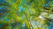 The ‘Wellbeing Tree’ – supporting a whole-school approach to wellbeing