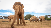 Elephants on the move: A new era of learning at Werribee Open Range Zoo