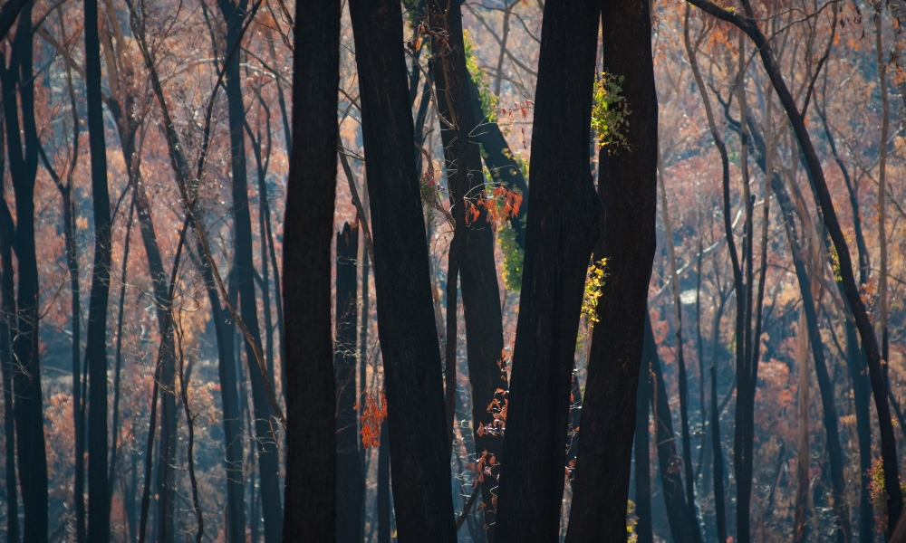 Bushfire recovery in schools