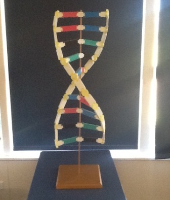 DNA modelling