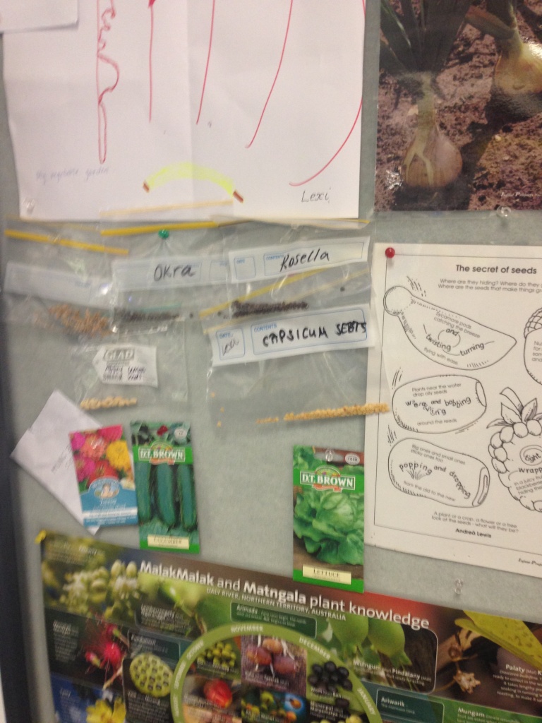 Nakara Preschool's seed wall displays seeds the students and their families have brought in from home.